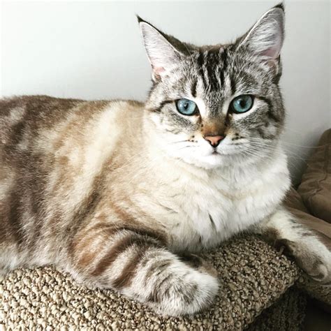 lynx point siamese kitten